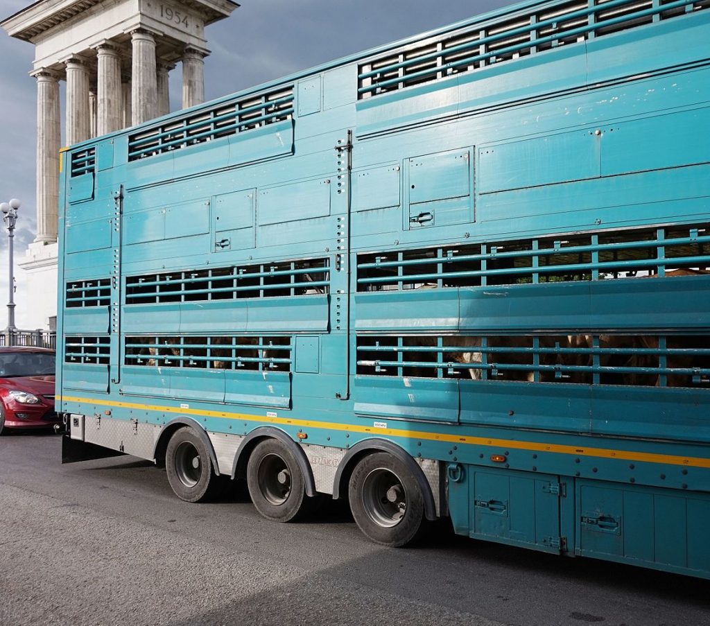 Nowe propozycje dotyczące transportu zwierząt w UE. Przewoźnicy z zachodu uznali je za „czysty nonsens”