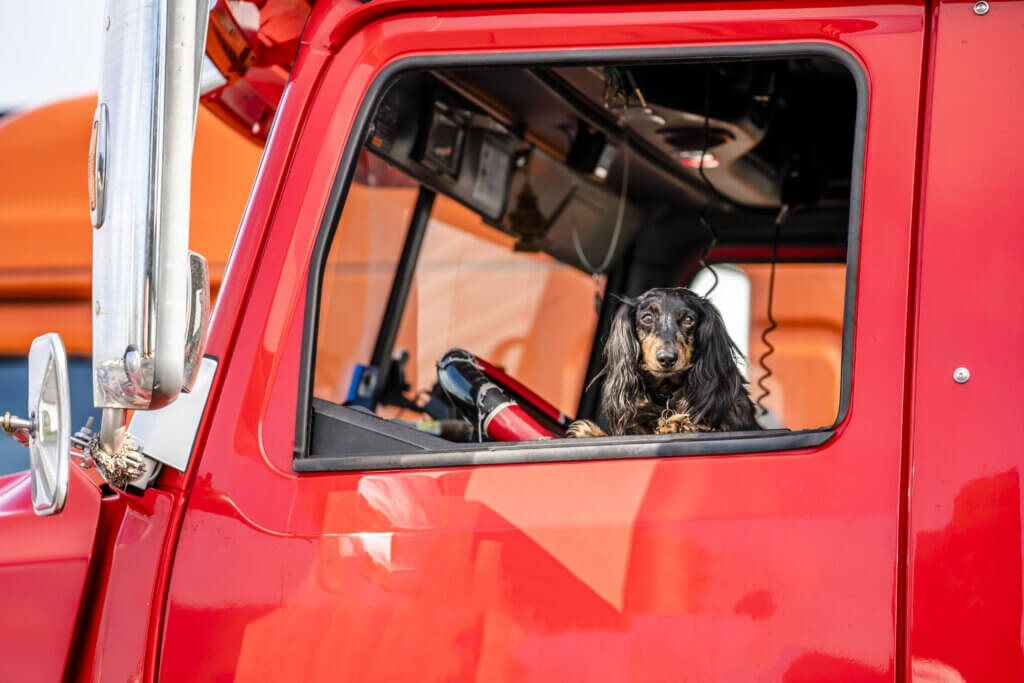 Hund „an Bord”. Dürfen unsere Vierbeiner im LKW mitfahren?